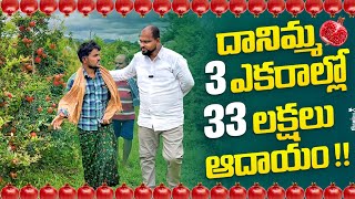 దానిమ్మ 3 ఎకరాల్లో 33 లక్షలు ఆదాయంpomogranate farming horticulture jilan [upl. by Ahsier]