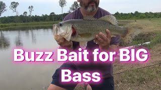 How to use a BUZZBAIT Pond Fishing for BIG Bass [upl. by Abeh]