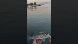 İspendek salmaya devam fishing fish levrek rastgele balık deniz rastgeleav [upl. by Faunia810]