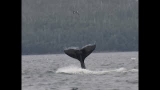 Whale action while vacationing in Juneau Alaska [upl. by Poole776]