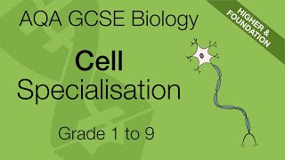 Cell Specialisation For AQA 91 GCSE Biology [upl. by Netsirt414]