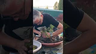 Cotoneaster bonsai project from nursery stock plantlover garden balcony diy [upl. by Alicea960]