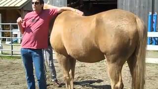 Horsemanship Tips by Dr Regan Golob Of Dynamite Marketing [upl. by Cirde]