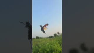 Bumblebee Wing Sound 🐝 bumblebee VillageWildAdventures [upl. by Cower319]