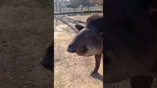 Tapirus terrestris [upl. by Mascia]