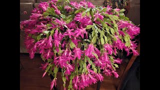 Propagating and Caring for Christmas Cactus [upl. by Ehtnax]