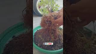 kimeng program akar bonsai kimeng ficus bringing shorts shortvideo viralvideo [upl. by Aicxela]