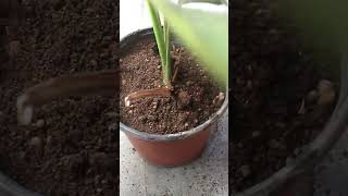 FASTEST Growing Indoor Plant ENOUGH [upl. by Kirtap]