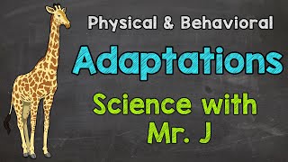 What are Adaptations  Physical Adaptations amp Behavioral Adaptations [upl. by O'Toole600]