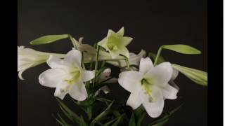 Easter Lily Blooming Time Lapse [upl. by Thrasher730]