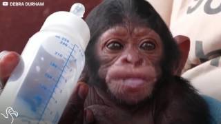 Baby Chimp Drinks From Bottle Every Day  The Dodo [upl. by Theta935]