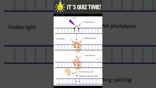 How UV cause DNA damage [upl. by Esela]