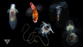 Pteropods Swimming snails of the sea [upl. by Syramad]