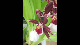 Miltonidium oncidopsis Flor de orquídea Red orchid Blooming orchid Orquídea perfumada flowers [upl. by Glovsky276]