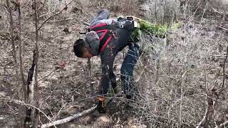 Tree Planters Planting MCP Container Loblolly Pine February 2022 Video 2 of 2 [upl. by Shellans633]