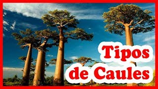 Caule – tipos partes função dos caules [upl. by Attalie]