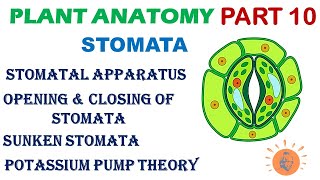 Plant Anatomy 10  Stomata Structure  Opening of Stomata  Levitt Theory  Potassium Pump Theory [upl. by Latrice43]