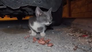 Hungry stray cat gets delicious wet cat food [upl. by Akinhoj]