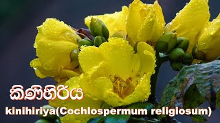 kinihiriya tree Cochlospermum religiosumකිණිහිරිය [upl. by Omor]