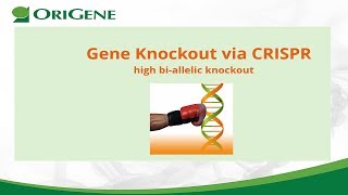 CRISPR gene knockout webinar to get high biallelic knockout [upl. by Isia]