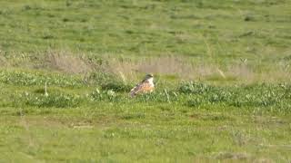 Ferruginous Hawk near Soda Lake 22024 [upl. by Relyuc]