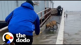 Football Players Rescue Mom And Puppies Left Behind During A Storm  The Dodo [upl. by Nosmirc]