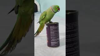 Mitthu flying✈️new love like subscribe parrot shortvideo viral comedyshorts shortsfeed [upl. by Benge]