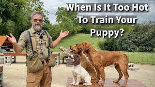 Is It Too Hot To Train My Golden Retriever  Summertime Dog Training Guide [upl. by Pliske]