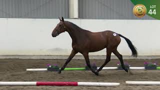 Lot 44  Capri Van Overis Z Gelding Goresbridge Go for Gold Sale 2019 [upl. by Ramas]