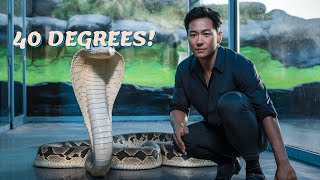 King Cobra EXPERT Reveals Mind Blowing Secrets shorts animals [upl. by Alodee]