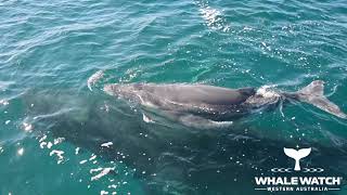 Whale Watch WA amp Dolphins defend Humpback Mother amp Calf [upl. by Marutani]