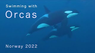 Swimming with Orcas amp Humpbacks Norway 2022 [upl. by Cynthia]