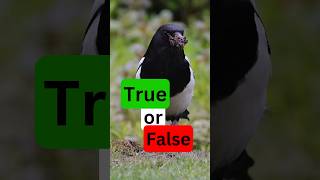 Which Magpie Fact is FICTION nature birds wildlife [upl. by Burger47]