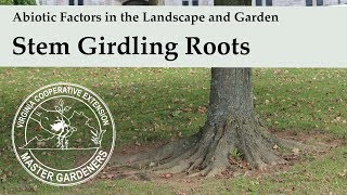 Stem Girdling Roots  Abiotic Factors in the Landscape and Garden [upl. by Edward]