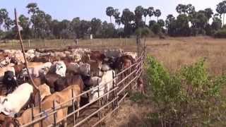 Dairying of Cow amp a Pond in a field at Jaffna Srilanka  தில்லையடிகுளமும் மாடுவளர்ப்பும் [upl. by Liddy785]