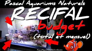 Budget total et mensuel de mon nano récifal pour débutants  Pascal Aquariums Marin Naturels [upl. by Maxi]