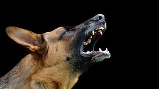 Dog barking sounds happy angry and loudly [upl. by Rumery479]