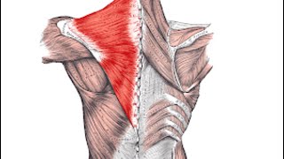 Renforcement musculaire trapèze et rhomboïde [upl. by Suravart]