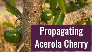 Acerola Cherry Barbados Cherry Propagation [upl. by Mungovan]