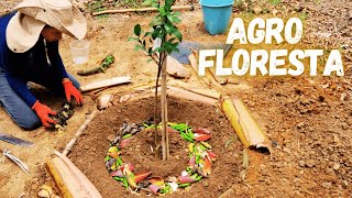 Plantando muda de Ponkan  Rodeiro agroflorestal sitio vidanaroça 36 [upl. by Lyj]