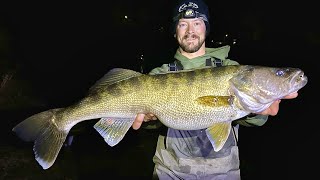 HUGE WALLEYE Breaks 7 State Records New PB [upl. by Adnamahs653]