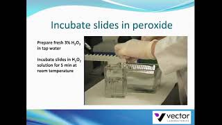 Endogenous peroxidase blocking in tissue with hydrogen peroxide [upl. by Lyndy66]