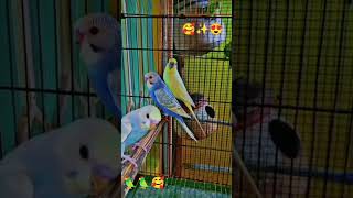 Australian parrots budgies videossubscribe my channel Hs birds videos channelviral shorts [upl. by Liuqa]