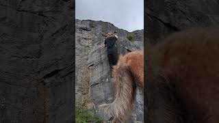 Climbing with the Bedlington Whippets they wanted in on the video doglover nature Climbing [upl. by Ditmore]