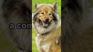 Eurasier breed origin More ↑  dogs eurasier [upl. by Aliuqehs108]