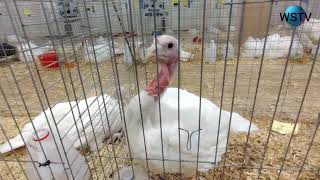 Pima County Fair part410 Turkey [upl. by Roana648]