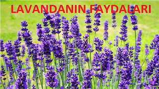 Lavanda Karabaş Otu Faydaları  Sakitləşdirici və Yuxu Nizamlayıcı [upl. by Kam927]