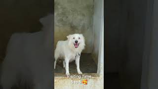 Lab dog free 😍😍😍 anshikamobile colachel dog dogsofinstagram doghostel pet pets share free [upl. by Nadabus]