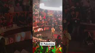 “El Palomito” currucu 🔥 palomazo [upl. by Enigroeg]