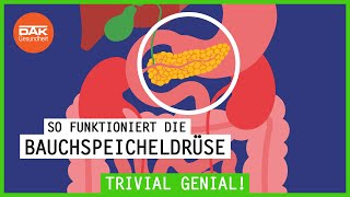 So funktioniert die Bauchspeicheldrüse  trivialgenial  DAKGesundheit [upl. by Evol511]